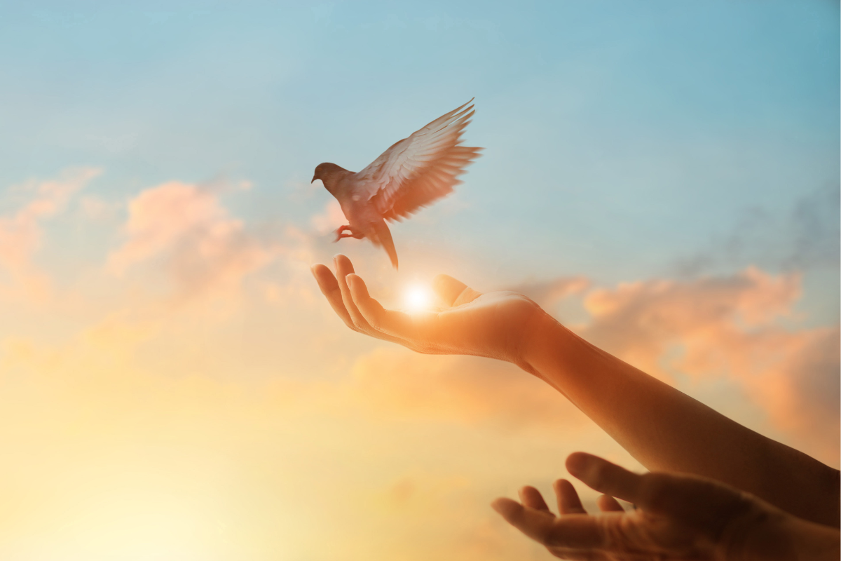 An image of a bird being released.