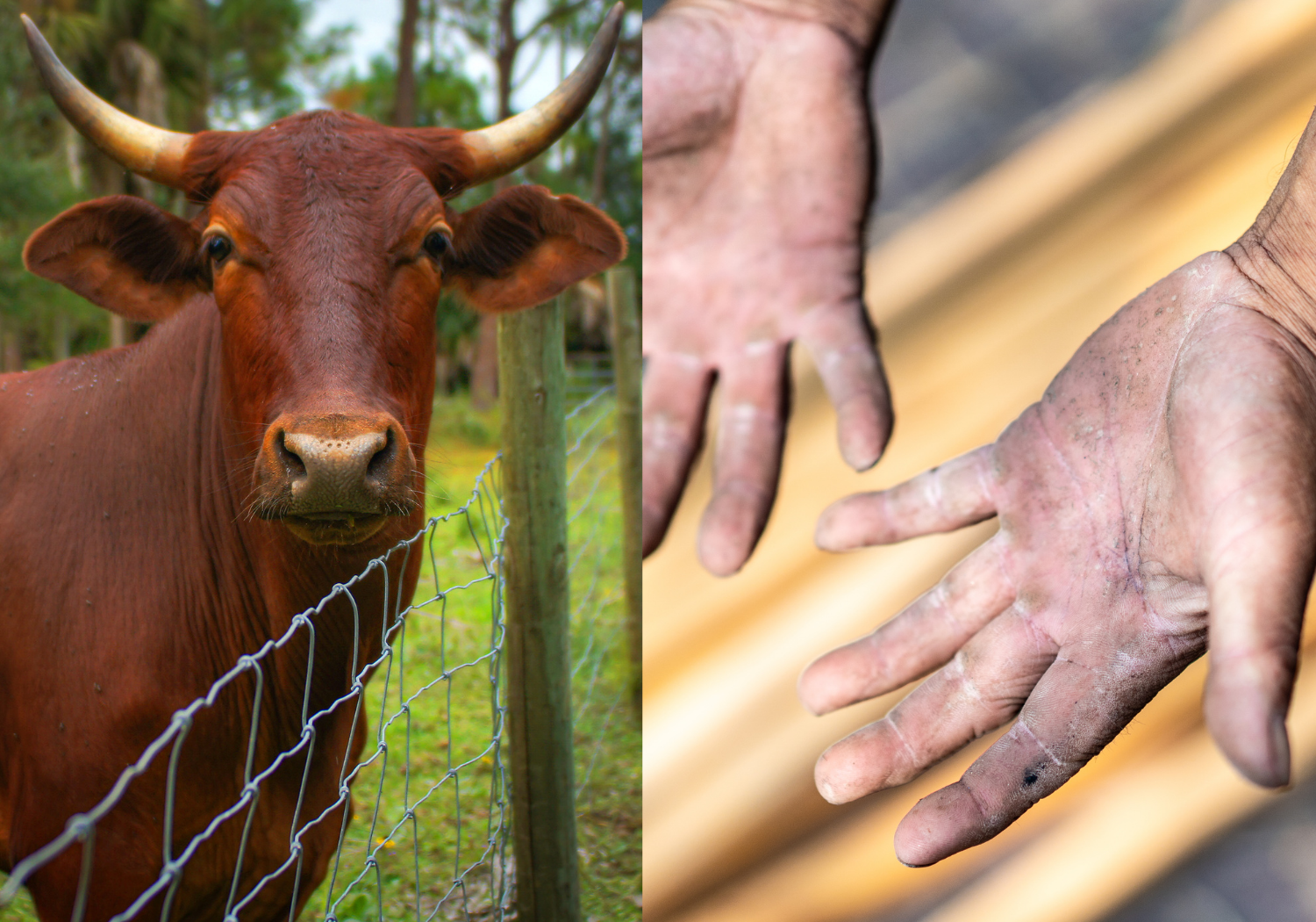 A split image of an ox and laborer's hands.