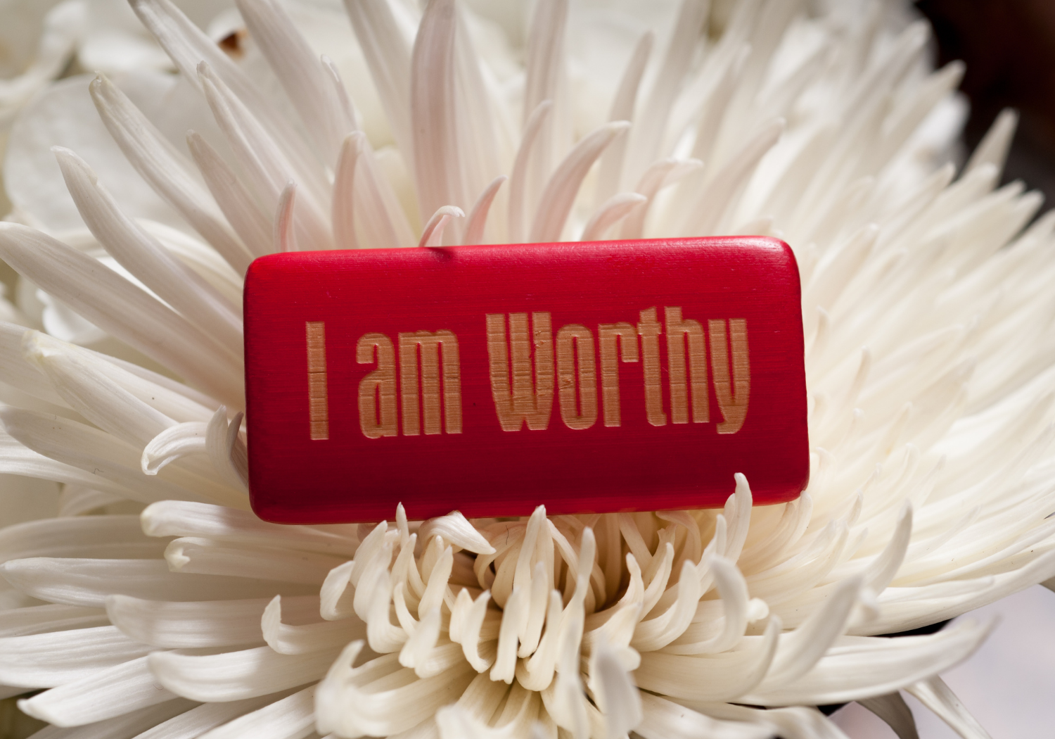 a red colored wooden block with the words "I am worthy" on top of a white chrysanthemum.