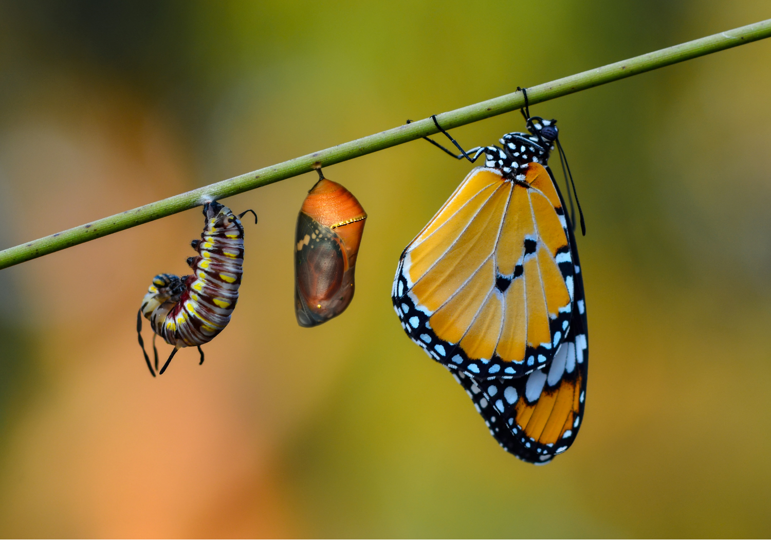 The growing stages of a butterfly.