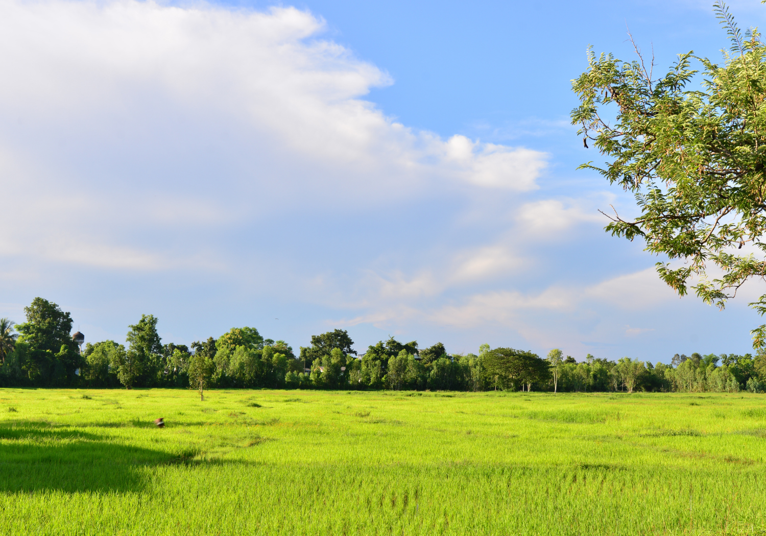 A parcel of land over a sunny blue sky.
