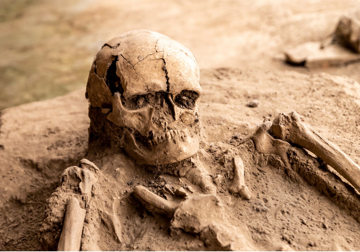 An image of old human skeletal remnants.