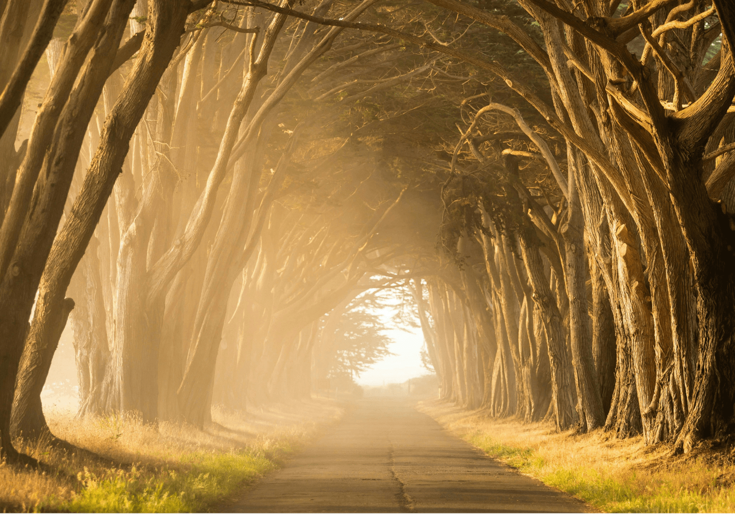 A long winding road along a woody forest.