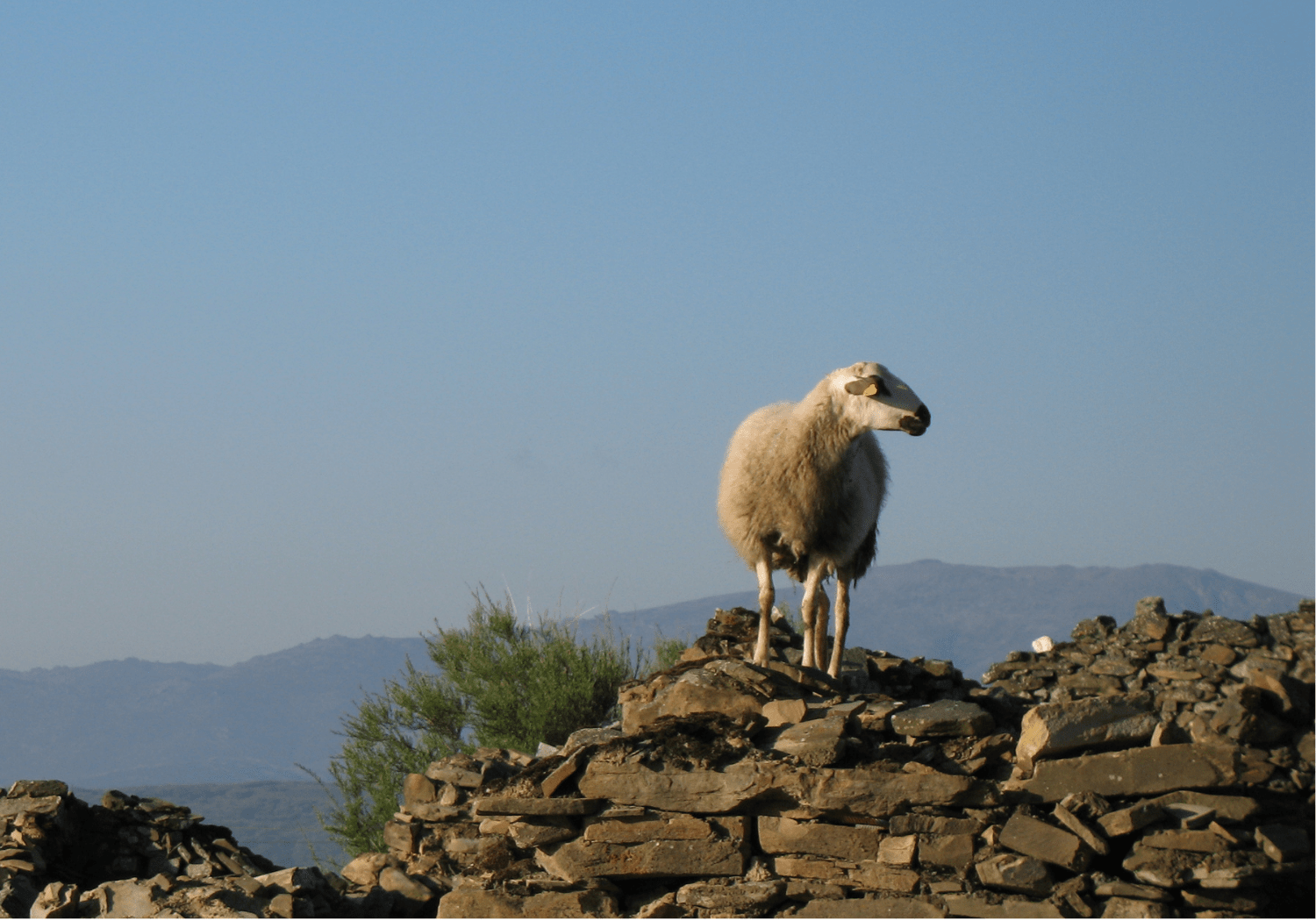 An image of a lone sheep on top of a rocky cliff.